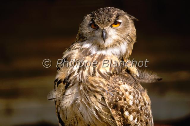 asio flammeus.JPG - Hibou des maraisAsio flammeusShort-eared OwlStrigidésFrance